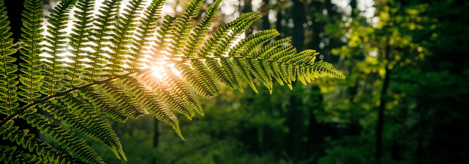 Nachhaltigkeit | © shutterstock / 1190139652 Nachhaltigkeit | © shutterstock / 1190139652