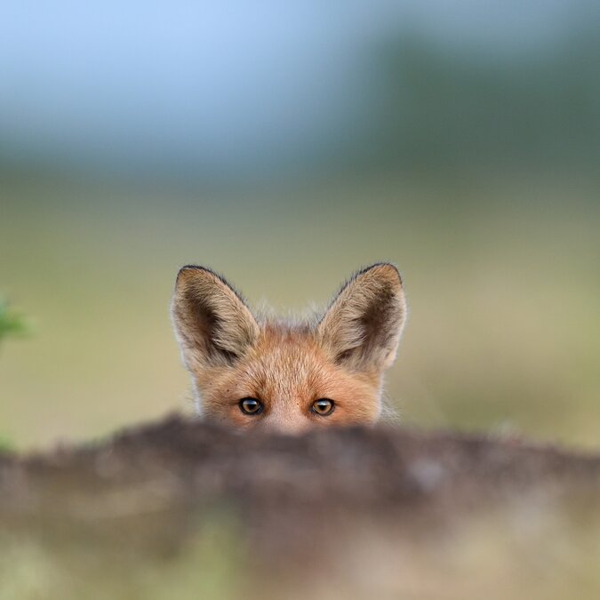 Symbolbild Tierschutz Fuchs versteckt sich in der Natur