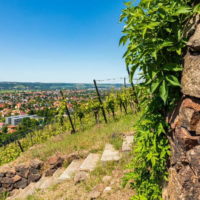 Sächsischer Weinwanderweg | © Shutterstock 1892441248 Weinberg auf der sächsischen Weinroute in Radebeul bei Dresden, Sachsen | © Shutterstock 1892441248