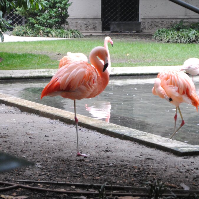 Flamingos | © Shutterstock 1268032264 Flamingos in Mailand; unerwartete Begegnungen im Herzen von Mailand | © Shutterstock 1268032264